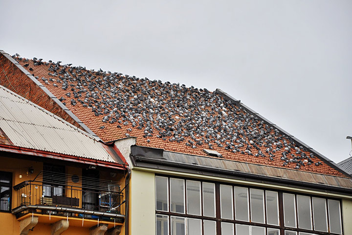 A2B Pest Control are able to install spikes to deter birds from roofs in Luton.