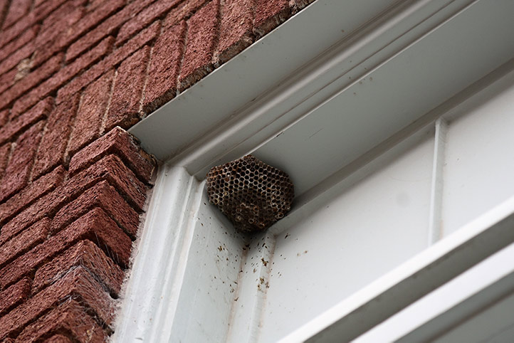 We provide a wasp nest removal service for domestic and commercial properties in Luton.